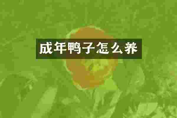 成年鸭子怎么养