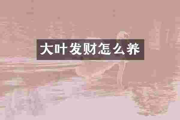 大叶发财怎么养