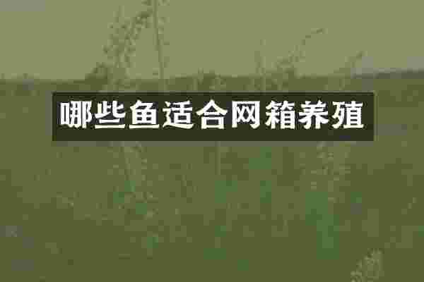 哪些鱼适合网箱养殖