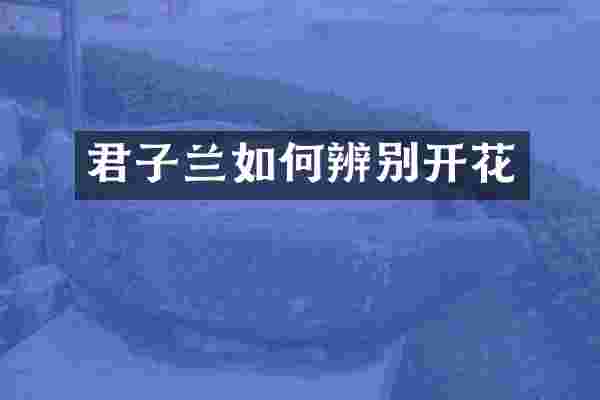 君子兰如何辨别开花