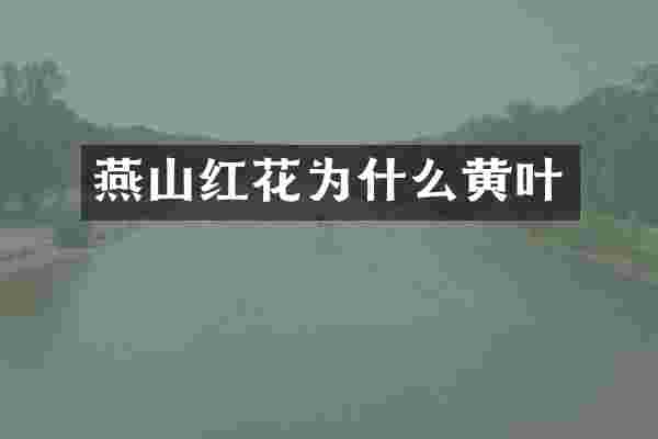 燕山红花为什么黄叶