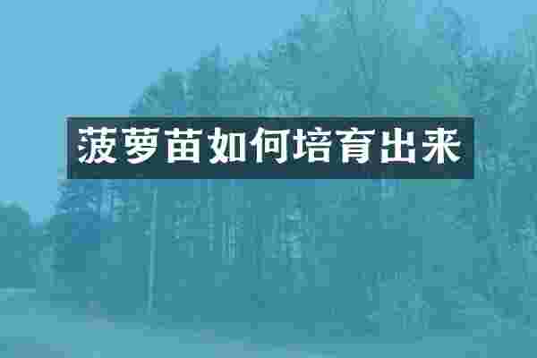 菠萝苗如何培育出来