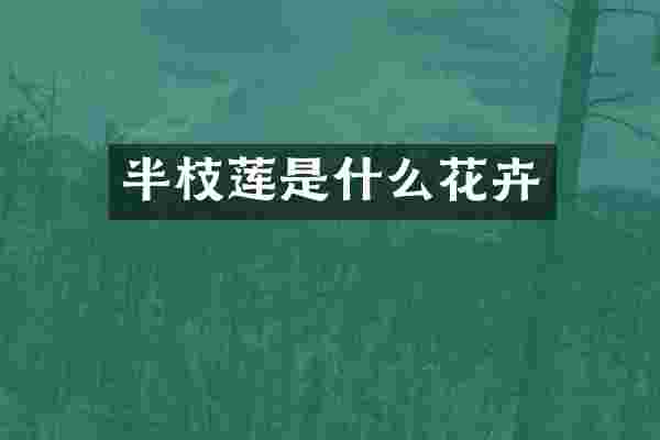 半枝莲是什么花卉