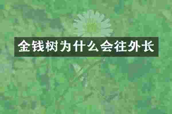 金钱树为什么会往外长