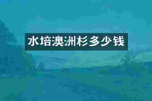 水培澳洲杉多少钱