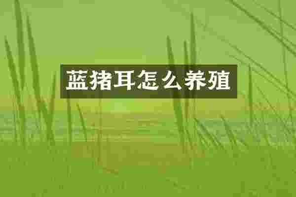 蓝猪耳怎么养殖