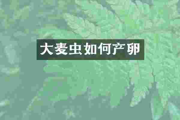 大麦虫如何产卵