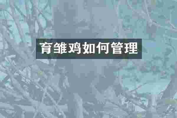 育雏鸡如何管理