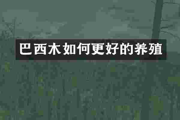 巴西木如何更好的养殖