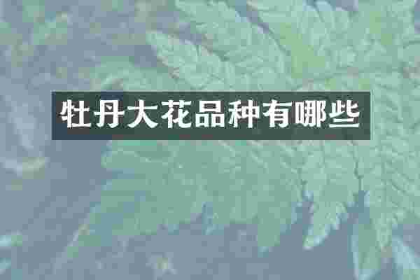 牡丹大花品种有哪些