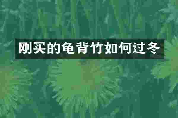 刚买的龟背竹如何过冬