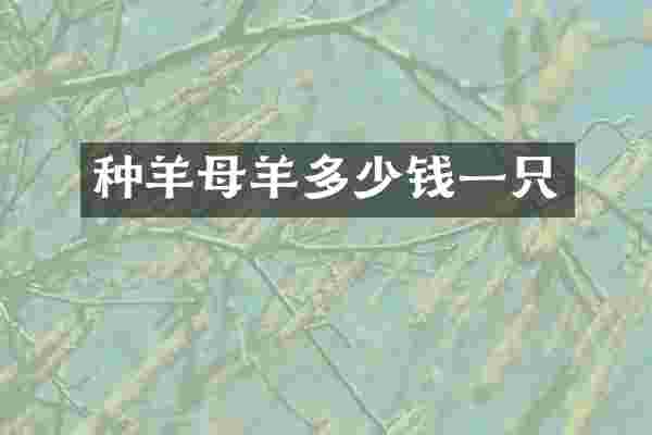 种羊母羊多少钱一只