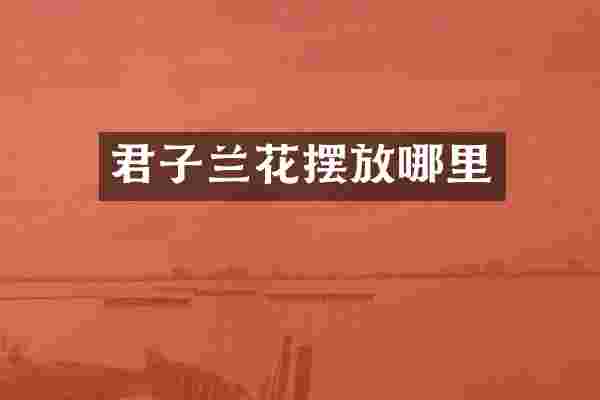 君子兰花摆放哪里