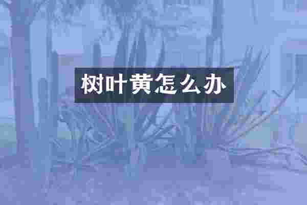树叶黄怎么办