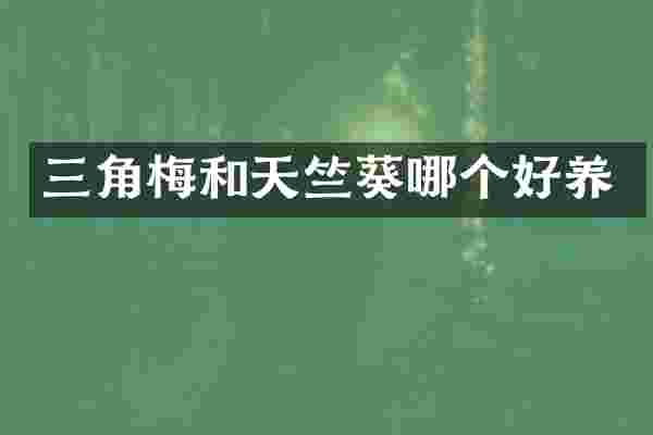 三角梅和天竺葵哪个好养