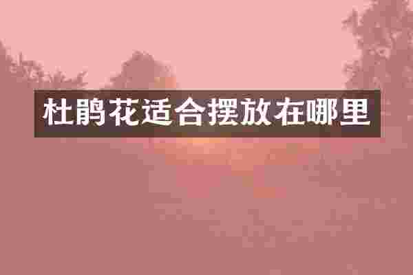 杜鹃花适合摆放在哪里