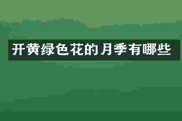 开黄绿色花的月季有哪些