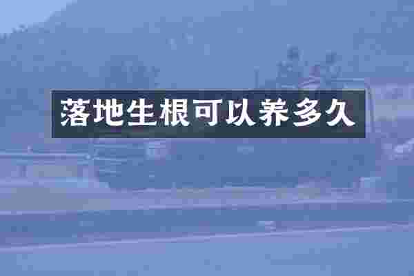 落地生根可以养多久