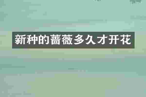 新种的蔷薇多久才开花