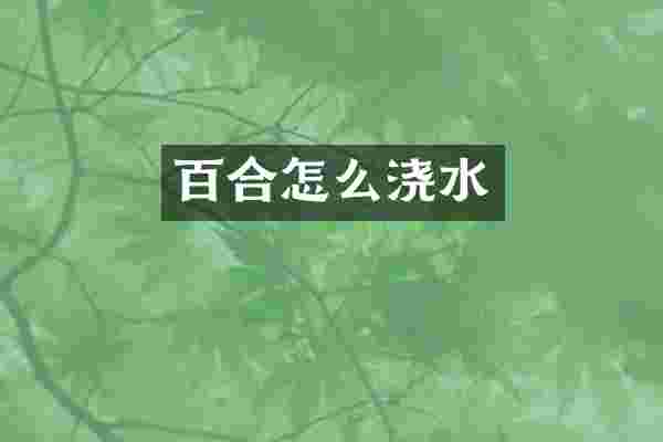 百合怎么浇水