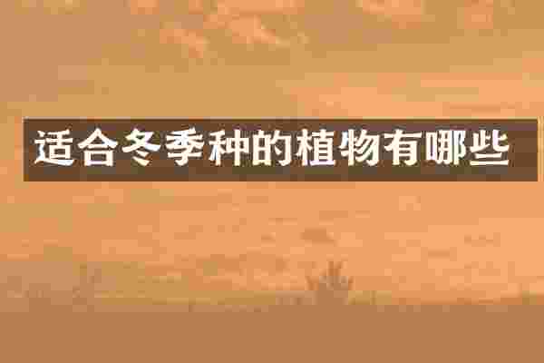 适合冬季种的植物有哪些