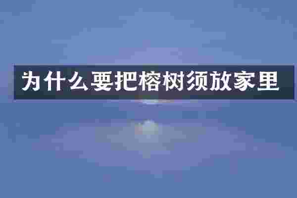 为什么要把榕树须放家里