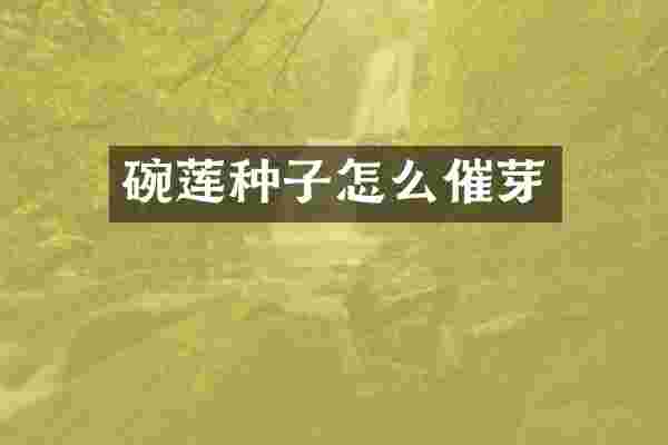 碗莲种子怎么催芽