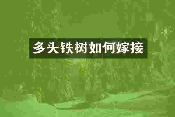 多头铁树如何嫁接