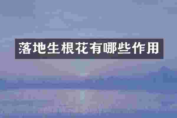 落地生根花有哪些作用