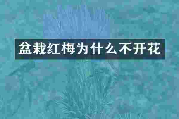 盆栽红梅为什么不开花