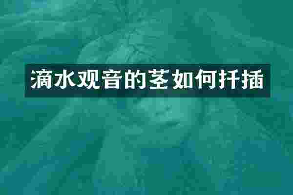 滴水观音的茎如何扦插