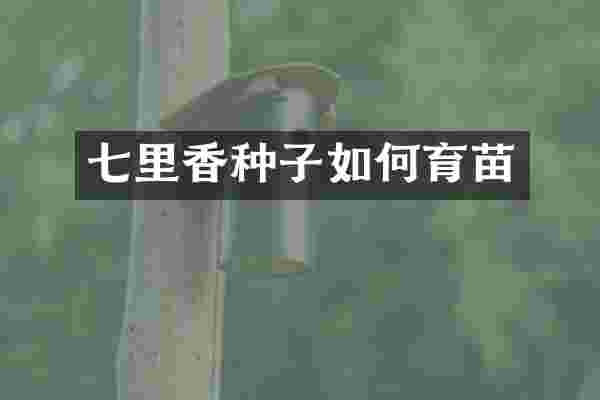 七里香种子如何育苗