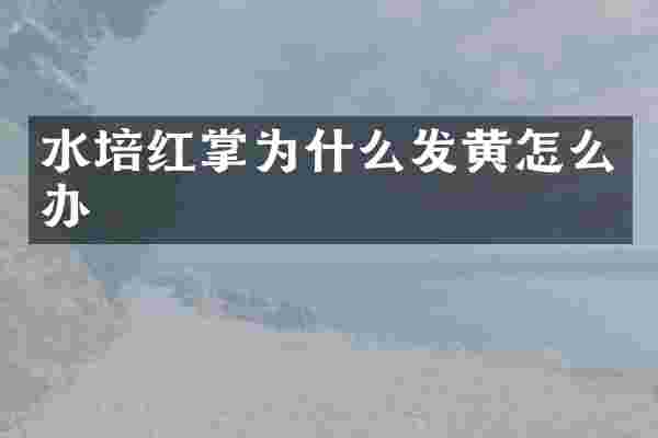 水培红掌为什么发黄怎么办