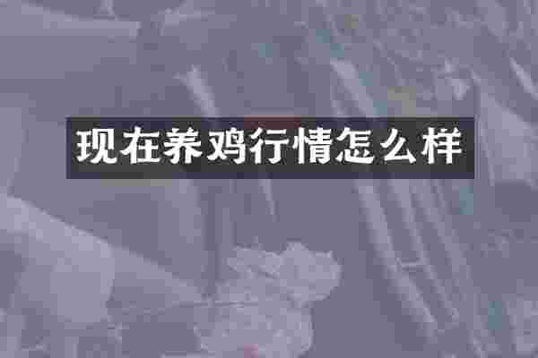 现在养鸡行情怎么样