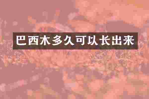 巴西木多久可以长出来