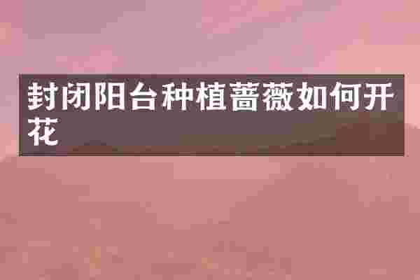 封闭阳台种植蔷薇如何开花