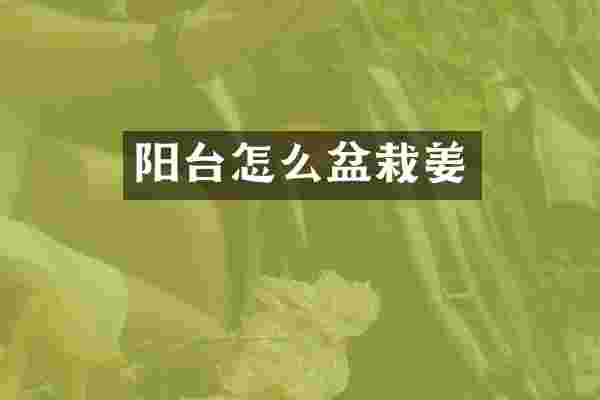 阳台怎么盆栽姜