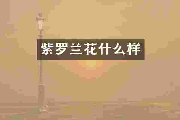 紫罗兰花什么样