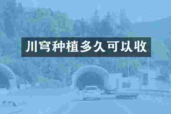 川穹种植多久可以收