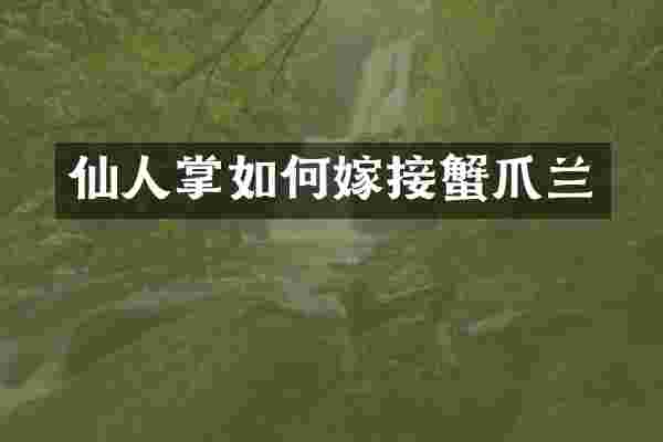 仙人掌如何嫁接蟹爪兰