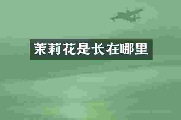 茉莉花是长在哪里