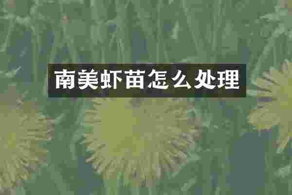 南美虾苗怎么处理