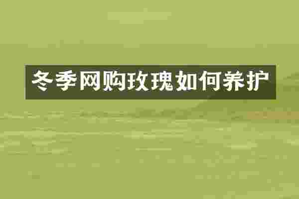 冬季网购玫瑰如何养护