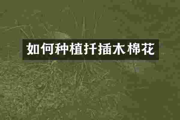 如何种植扦插木棉花