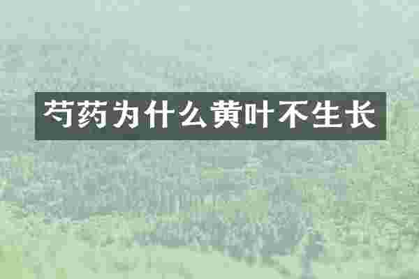 芍药为什么黄叶不生长
