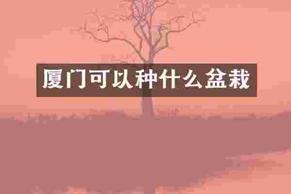 厦门可以种什么盆栽
