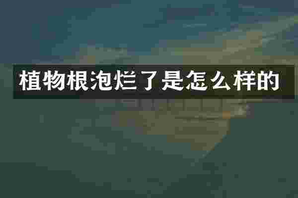 植物根泡烂了是怎么样的
