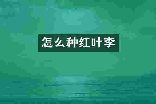 怎么种红叶李