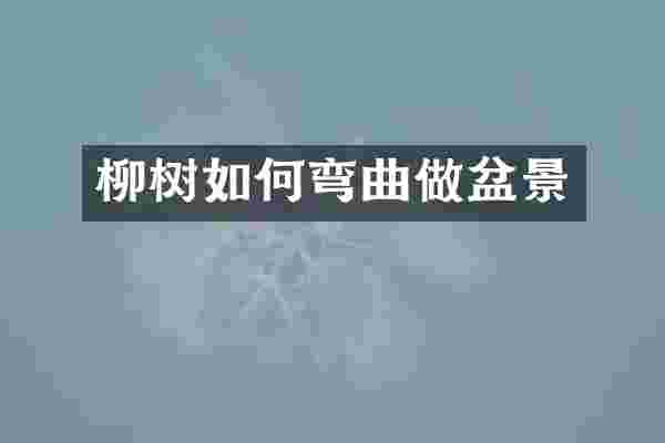 柳树如何弯曲做盆景