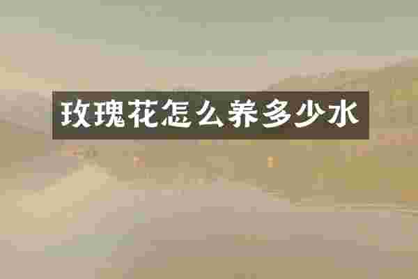玫瑰花怎么养多少水